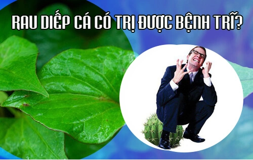 Chữa bệnh trĩ bằng rau diếp cá có được không?