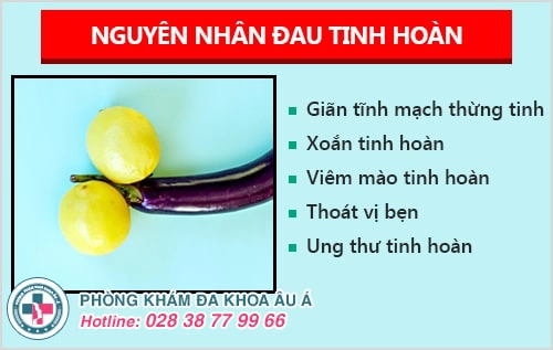 Đau Tinh Hoàn Là Dấu Hiệu Của Bệnh Gì? Có Nguy Hiểm Không?
