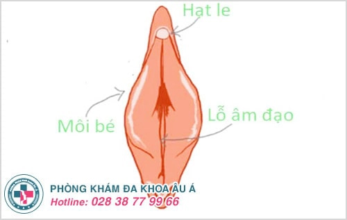 Hột le, mồng đốc, âm vật bị đau là dấu hiệu của bệnh gì?